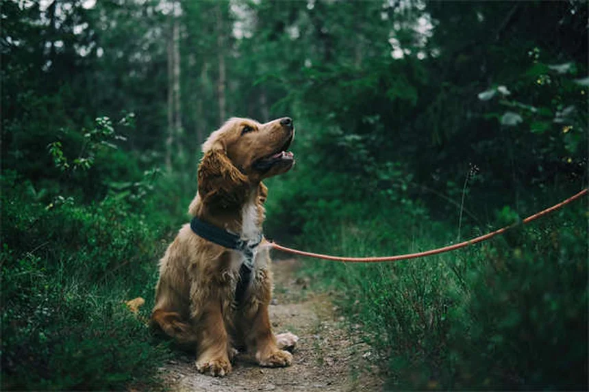Ciclo de vida de las garrapatas: cómo proteger a tus mascotas