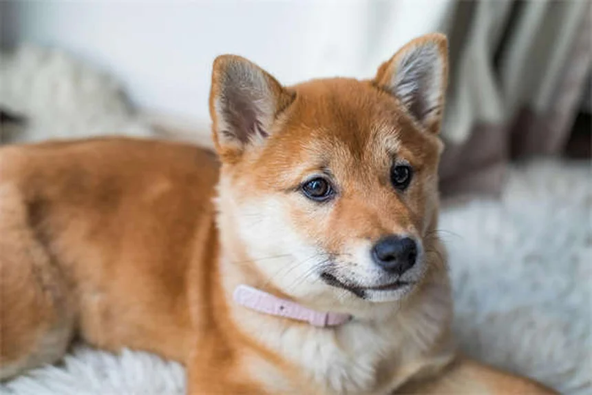 ¿Los perros tienen mejores amigos? Descubre cómo identificarlo