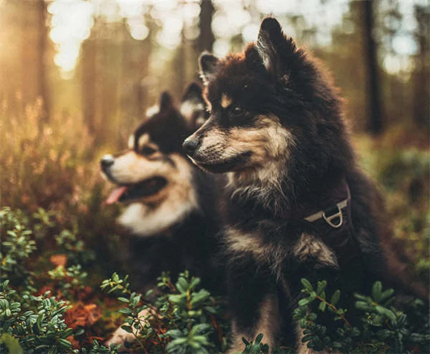 ¿Los perros tienen mejores amigos? Descubre cómo identificarlo