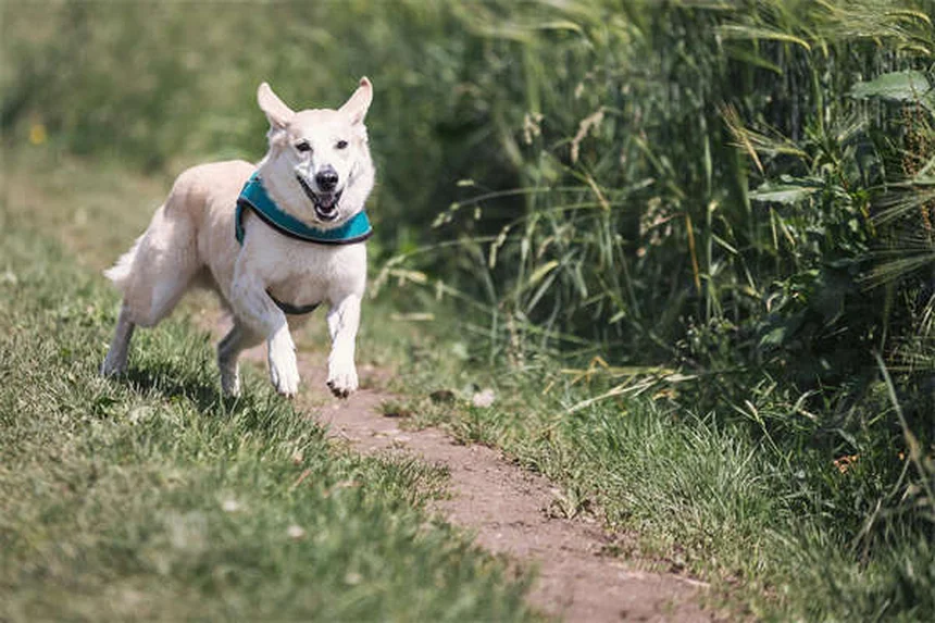¿Qué hace un técnico veterinario? 5 funciones clave que debes conocer