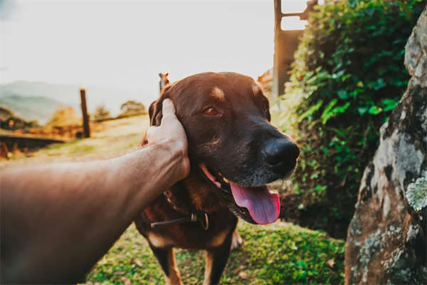 Palma sagú en perros: síntomas y tratamiento urgente