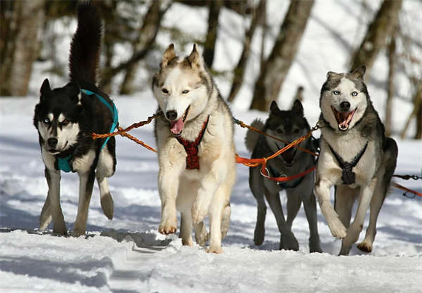 Palma sagú en perros: síntomas y tratamiento urgente