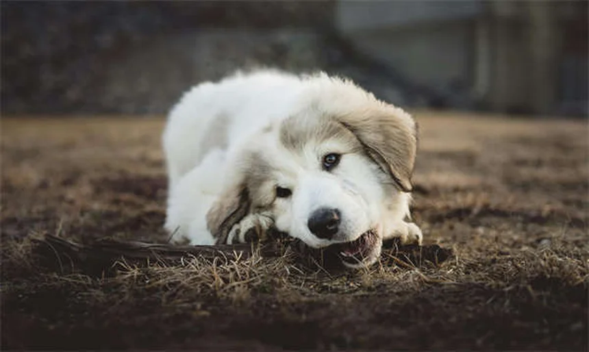 ¿Tu perro necesita más ejercicio? 7 señales que no puedes ignorar