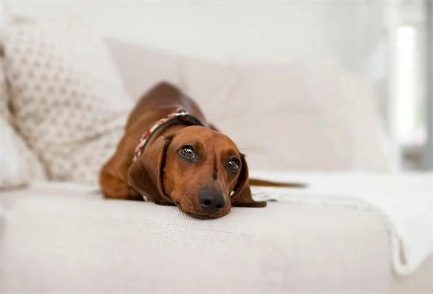 ¿Tu perro necesita más ejercicio? 7 señales que no puedes ignorar