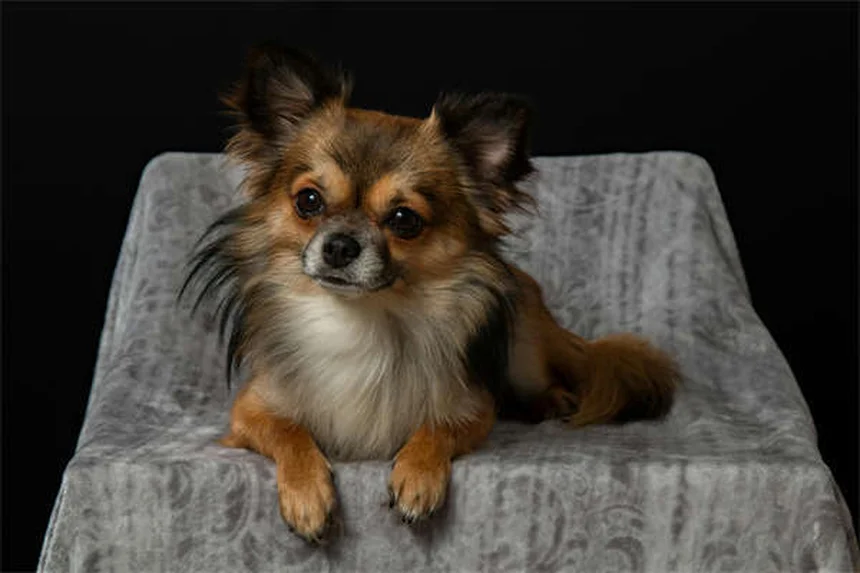 Limpieza dental para mascotas: ¿Anestesia o no? Lo que debes saber