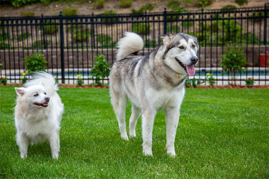 Limpieza dental para mascotas: ¿Anestesia o no? Lo que debes saber