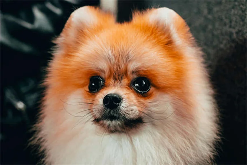 5 ideas creativas de árboles para gatos que tu minino adorará