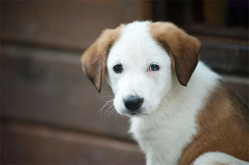 ¿Cómo ayudar a tu perro o gato a perder peso? 5 consejos veterinarios