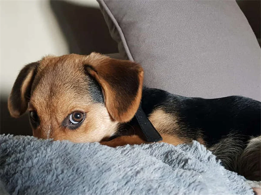 ¿Cómo ayudar a tu perro o gato a perder peso? 5 consejos veterinarios