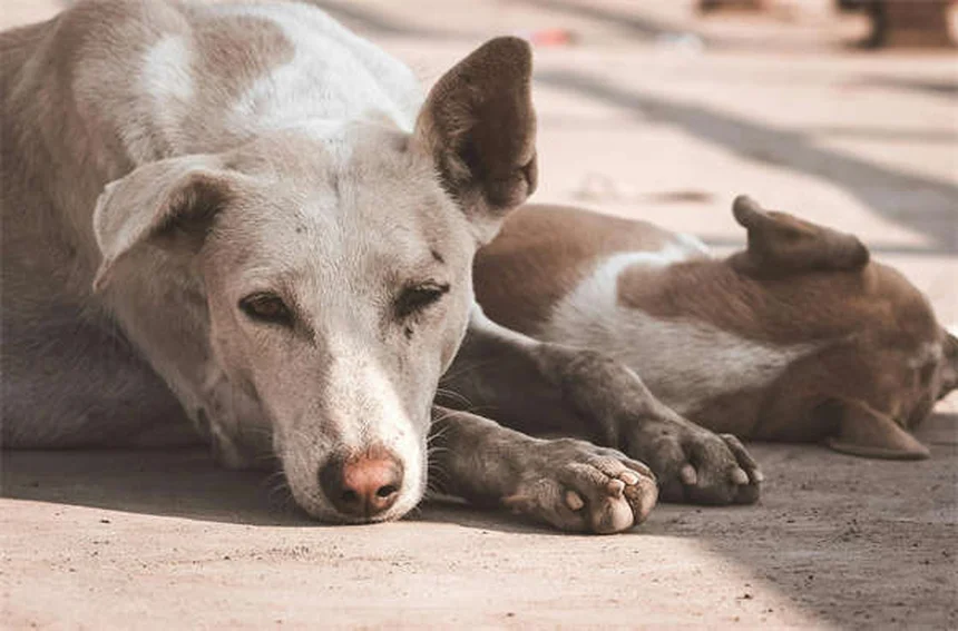 Cómo entrenar a tu gato para pasear con correa: Guía paso a paso