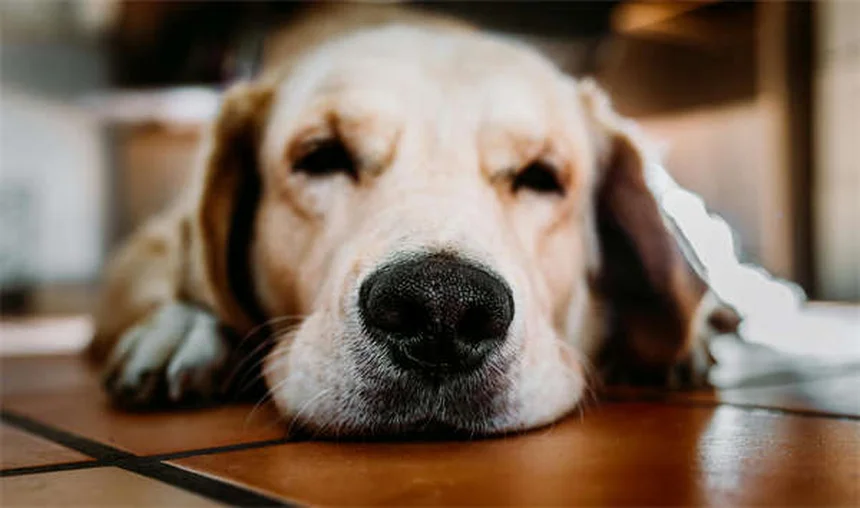 Cómo entrenar a tu gato para pasear con correa: Guía paso a paso