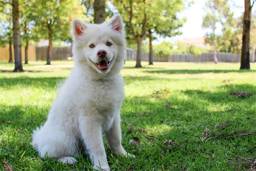 5 Claves para Crear la Jaula Perfecta para tu Rata Mascota