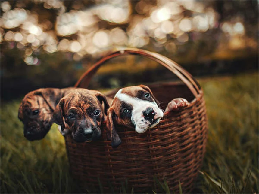 Cómo proteger tu casa para conejos: 5 trucos infalibles
