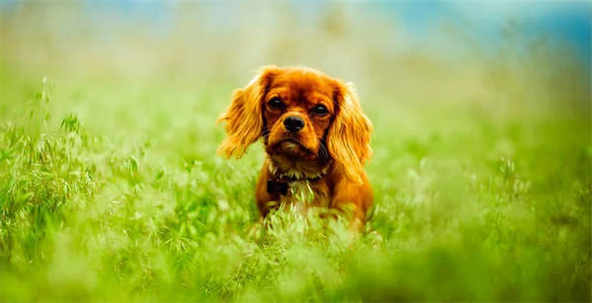 Cómo proteger tu casa para conejos: 5 trucos infalibles