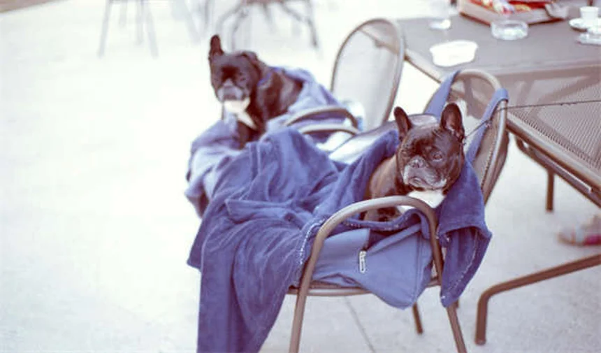 Los mejores premios para adiestrar a tu perro: Guía práctica 2024