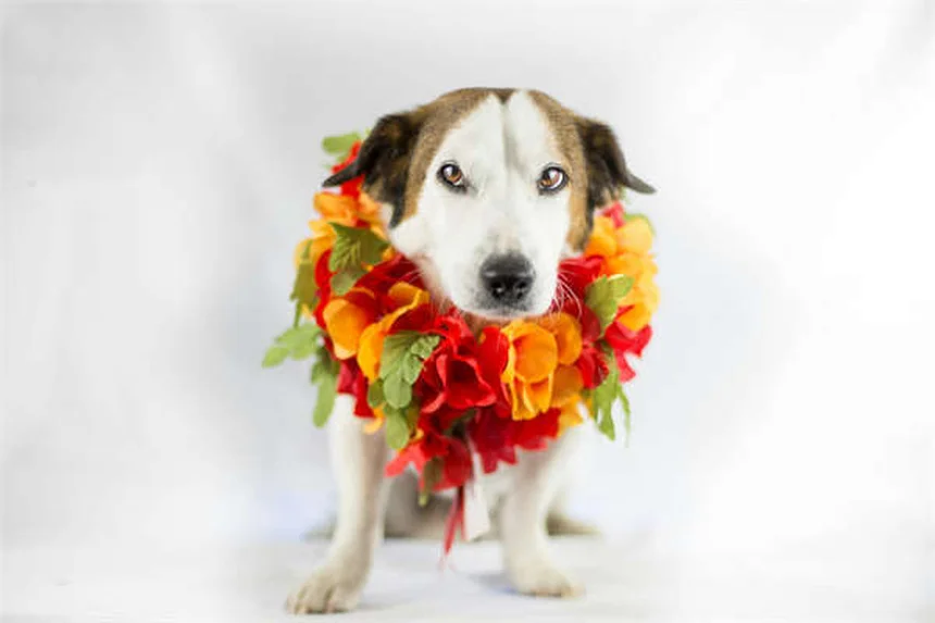 Sarcoma de tejidos blandos en perros: síntomas, tratamiento y pronóstico