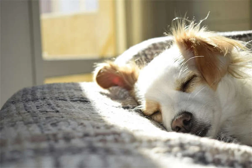 Cómo eliminar pulgas en cachorros: Guía completa para proteger a tu mascota