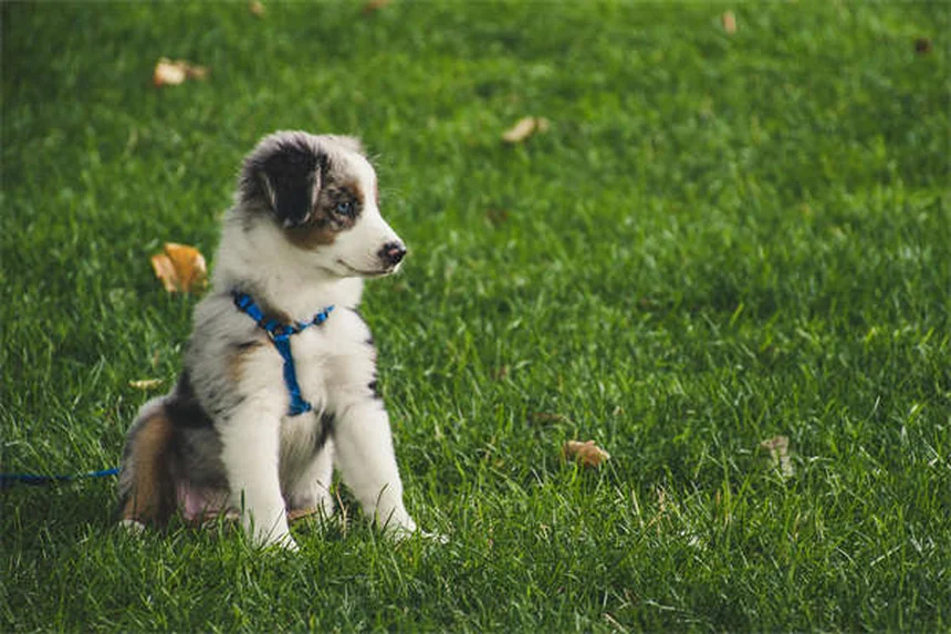 Cómo eliminar el olor a pis de perro en casa: trucos que funcionan