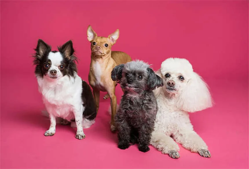 Garrapata Lone Star: Todo lo que debes saber para proteger a tu mascota