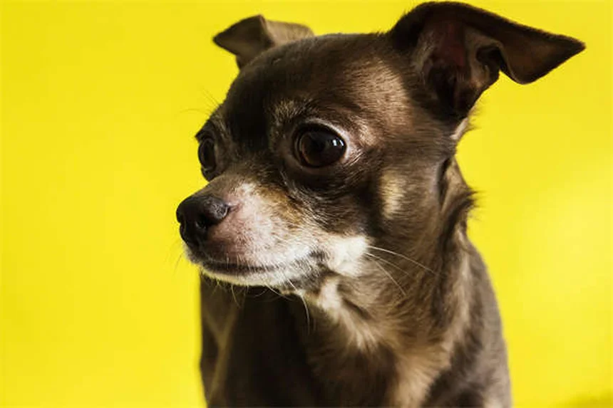 ¿Cuándo se considera mayor un perro? Guía completa por tamaño y raza
