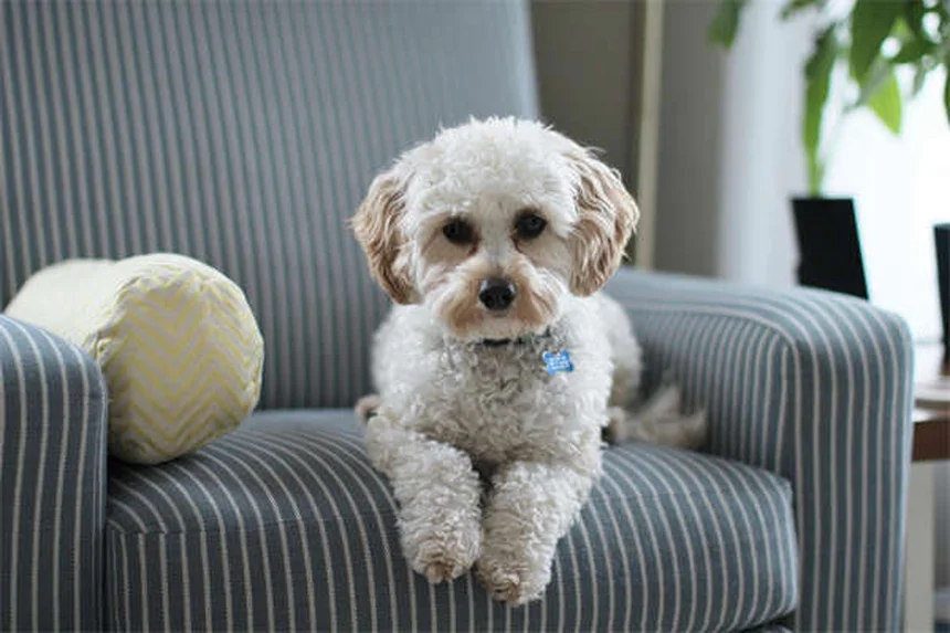 Toppers para comida de perros: ¿realmente mejoran su alimentación?