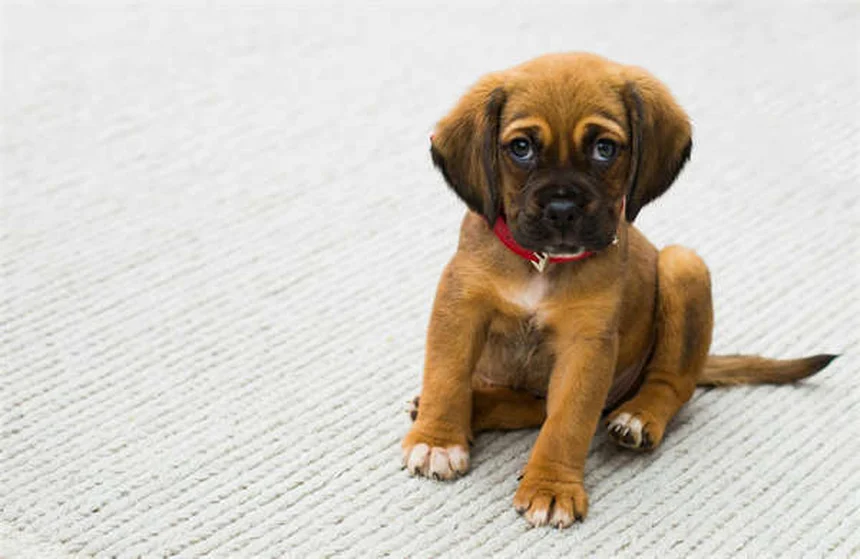 7 formas REALES de agradecer a tu veterinario y mejorar su bienestar