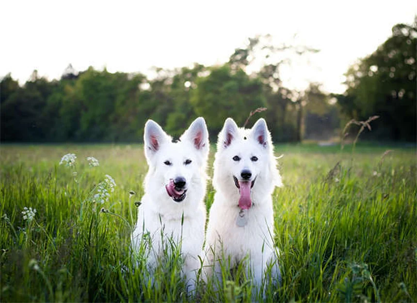 Productos de limpieza tóxicos para mascotas: cómo proteger a tu mejor amigo