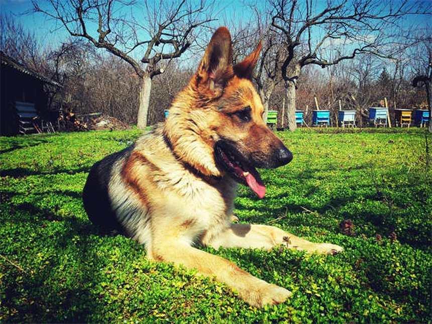 Productos de limpieza tóxicos para mascotas: cómo proteger a tu mejor amigo