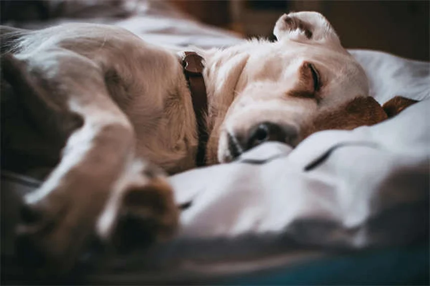 Todo sobre la esterilización de gatas: cuidados y beneficios