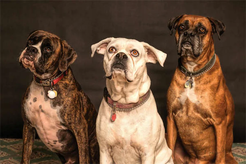 Seguridad para perros en el coche: 4 sistemas imprescindibles