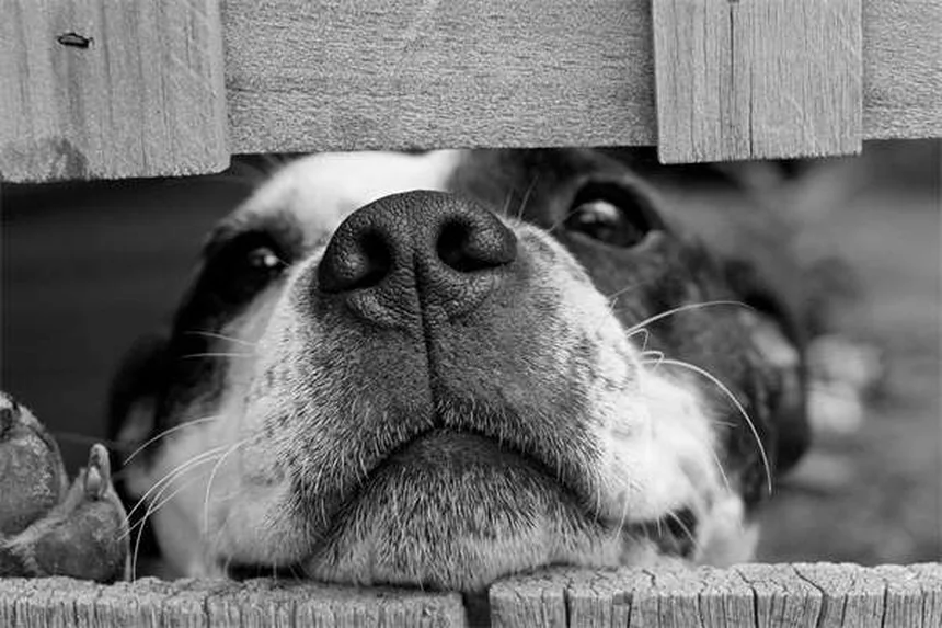 Seguro para mascotas: ¿Qué cubre realmente y cómo elegir el mejor?