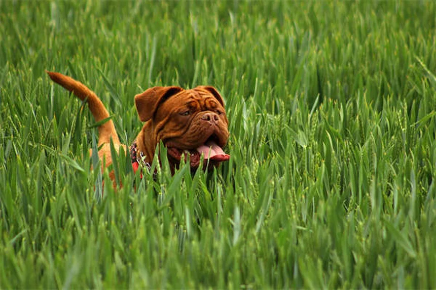 Seguro para mascotas: ¿Qué cubre realmente y cómo elegir el mejor?