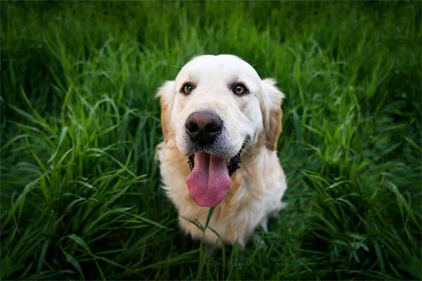 Costos reales de tener una mascota: Guía completa para dueños responsables