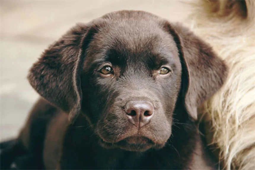¿Pueden los perros oler el miedo? La sorprendente verdad