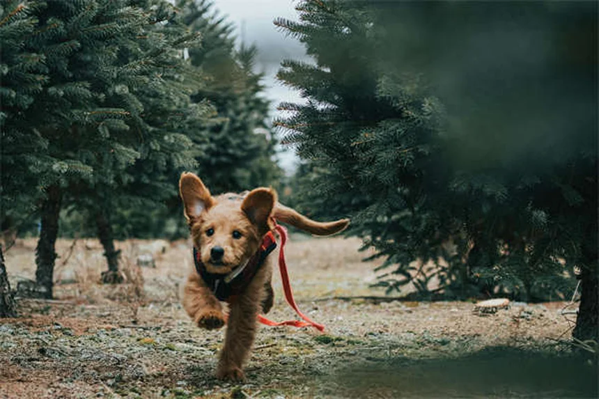 25 Razas de Perros Pequeños: Descubre tu Compañero Perfecto