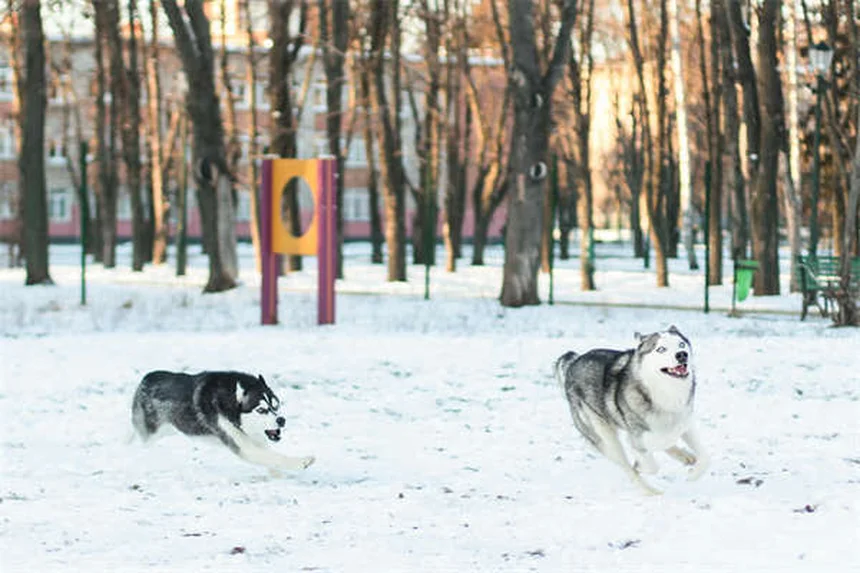 Ronidazol para mascotas: Guía completa sobre usos y efectos