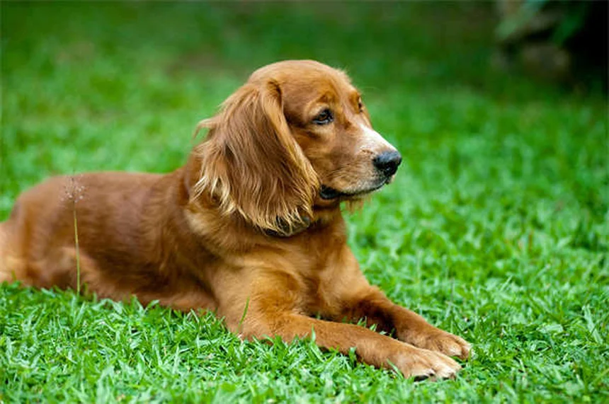 L-Carnitina para perros: Beneficios, dosis y efectos secundarios