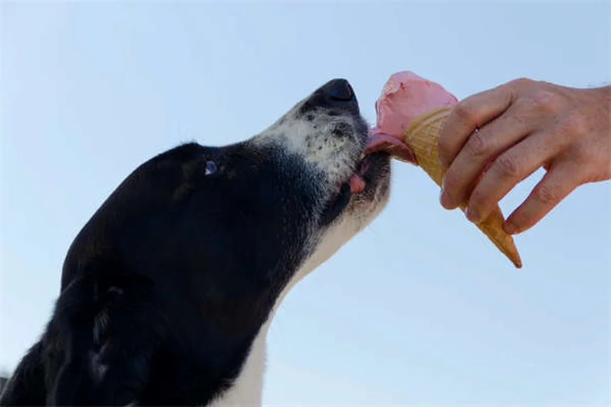 Cómo revisar a tu perro en busca de garrapatas: Guía completa
