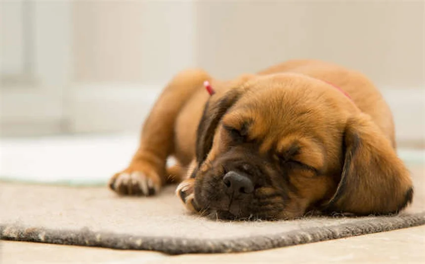Consejos esenciales para dejar a tu perro solo en casa de forma segura