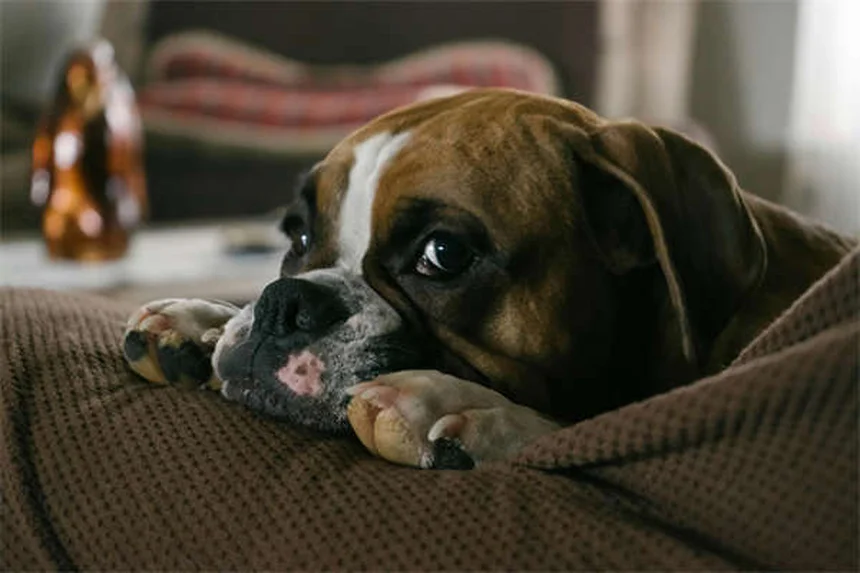 Adoptar perros y gatos con necesidades especiales: guía completa para darles una segunda oportunidad