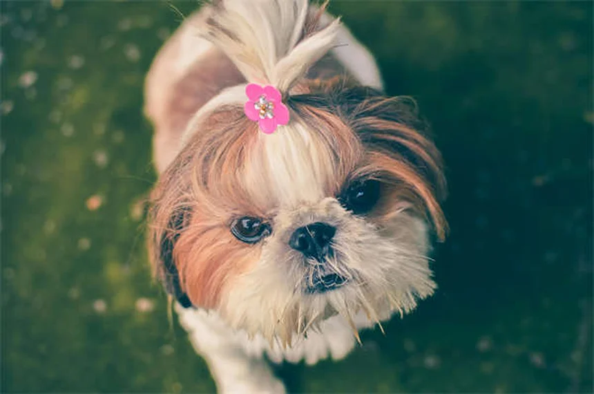 Adoptar perros y gatos con necesidades especiales: guía completa para darles una segunda oportunidad