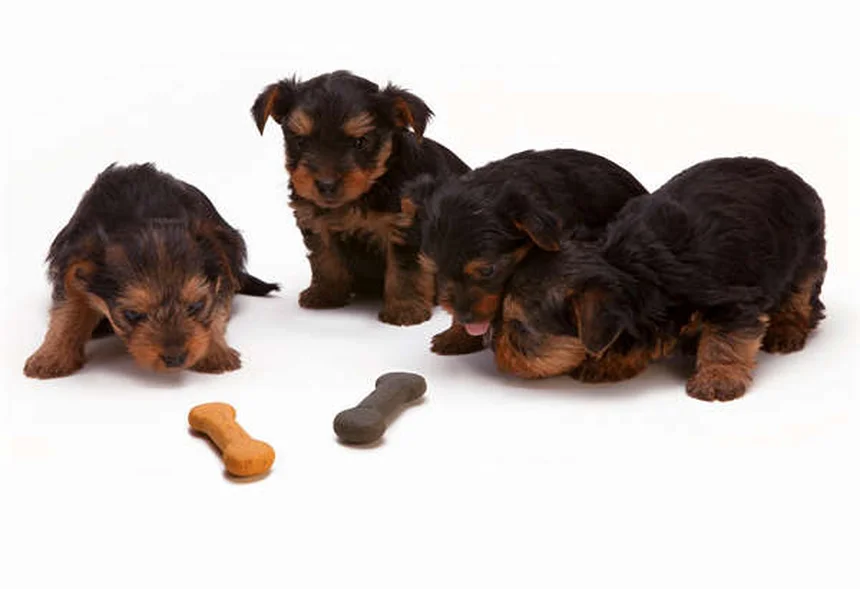 Las 5 razas de conejos más adorables para tener en casa