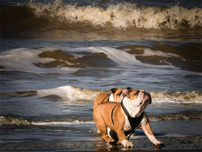 Dock Diving para perros: Guía completa para principiantes