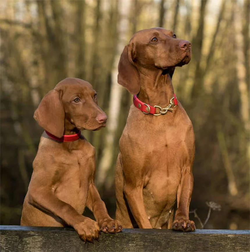 Edema en perros: causas, síntomas y tratamiento efectivo