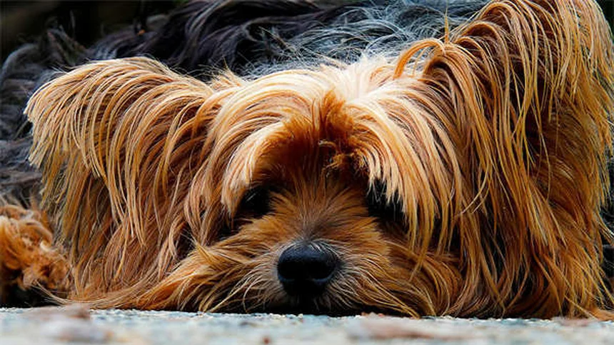 Ojos llorosos en perros: causas y soluciones prácticas