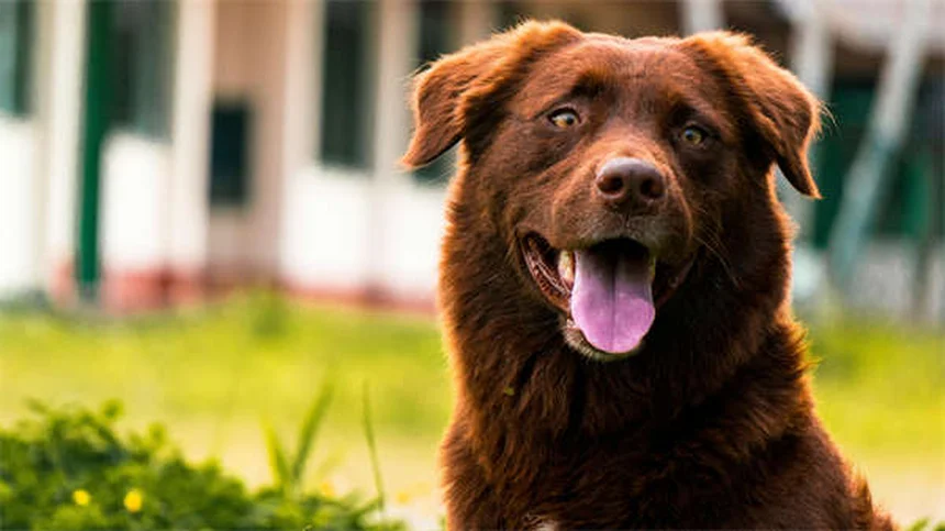 Ojos llorosos en perros: causas y soluciones prácticas