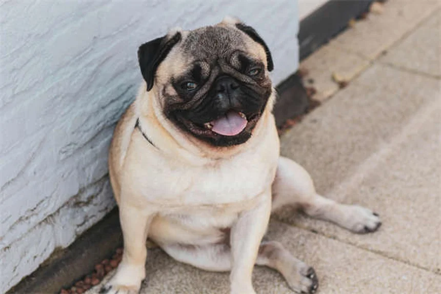 ¿Por qué mi cachorro come caca? 5 razones y soluciones efectivas