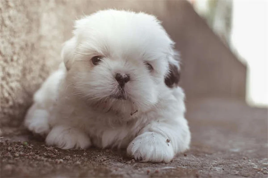 Cómo calmar a un cachorro en dentición: 4 trucos que funcionan