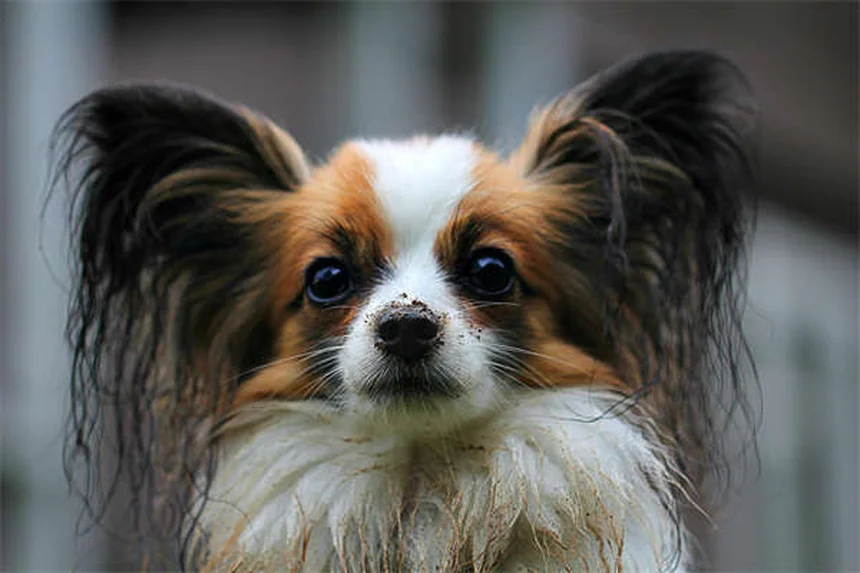 Cómo calmar a un cachorro en dentición: 4 trucos que funcionan