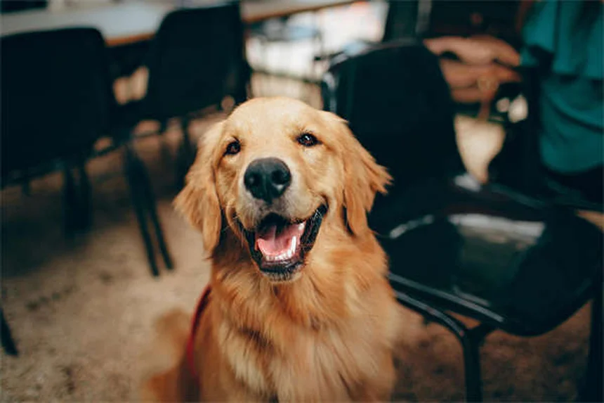 Benzodiacepinas en perros: síntomas de intoxicación y qué hacer